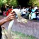 101027_snake_demo_zoo_1