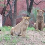 African Lion