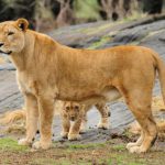 African-lion-cub-picture-2