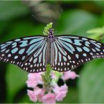 Blue tiger