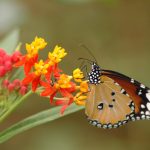 Butterfly (1)