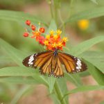 Butterfly (2)