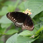 Common Indian Crow2