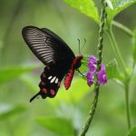 Common Rose