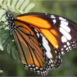 Danaid eggfly