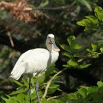 IMG_7147