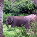 Indian_Elephant_from_Nehru_Zoological_park_Hyderabad_4227