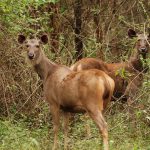 Sambar_deer_at_brt