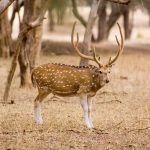 SpottedDeerMaleHg