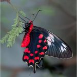 crimson rose