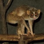 loris